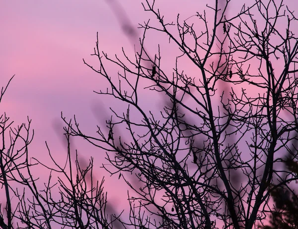 Natuur — Stockfoto