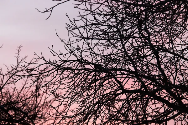 Natuur — Stockfoto