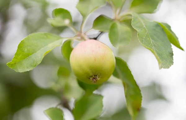 Nature — Stock Photo, Image