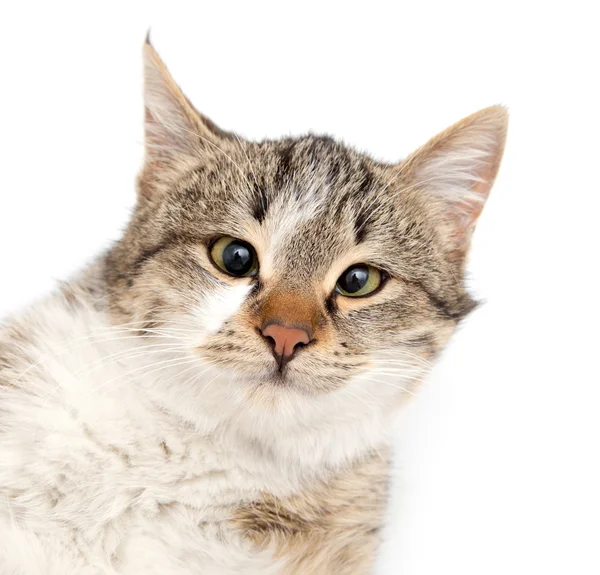 Cat . — Stock Photo, Image