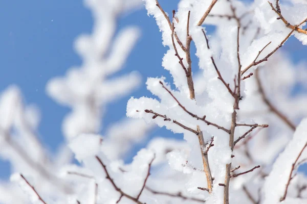 Natur — Stockfoto