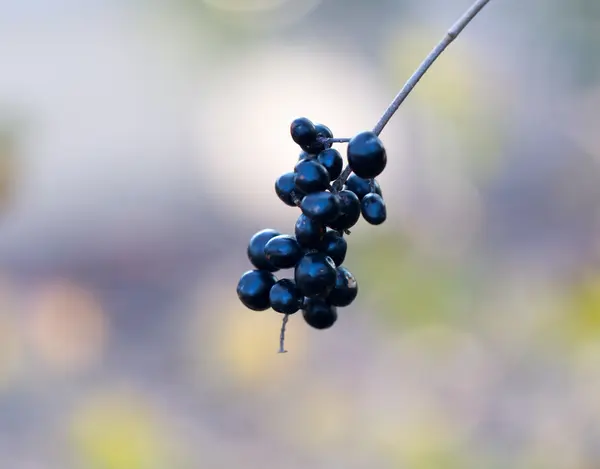 Natuur — Stockfoto