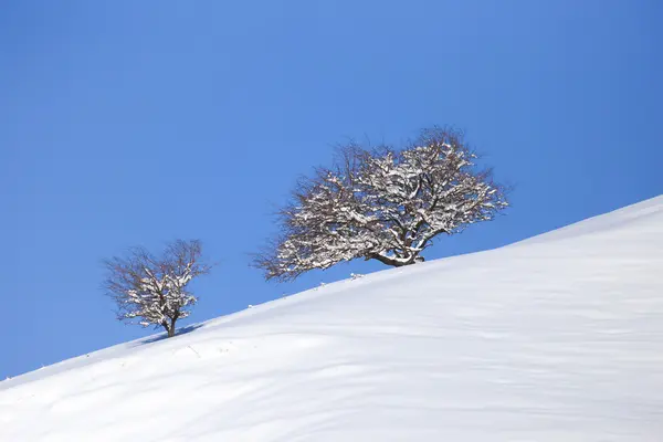 Natur — Stockfoto