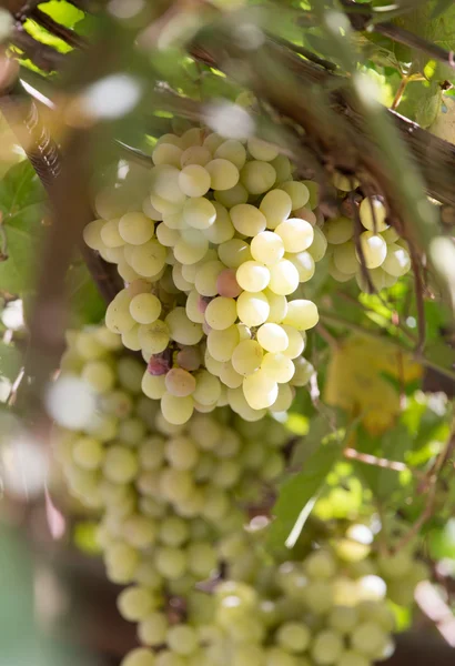 Natuur — Stockfoto