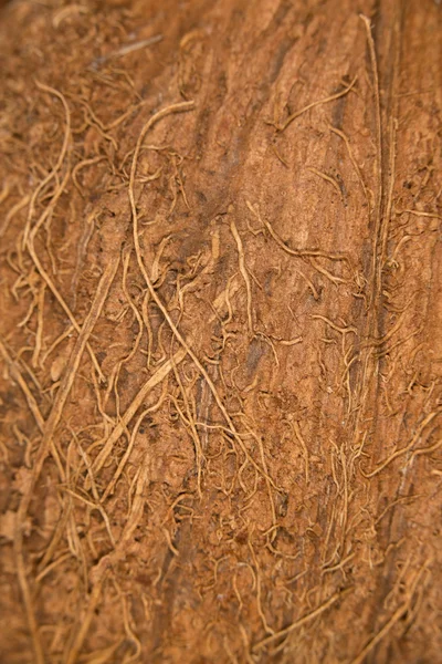 Arkaplan
