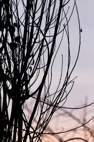 Naturaleza — Foto de Stock