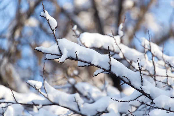 Natur — Stockfoto