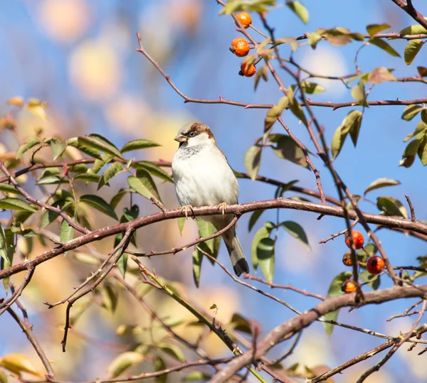 Natur — Stockfoto