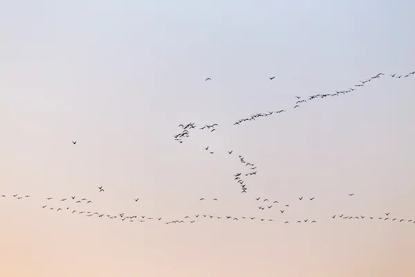 Nature — Stock Photo, Image