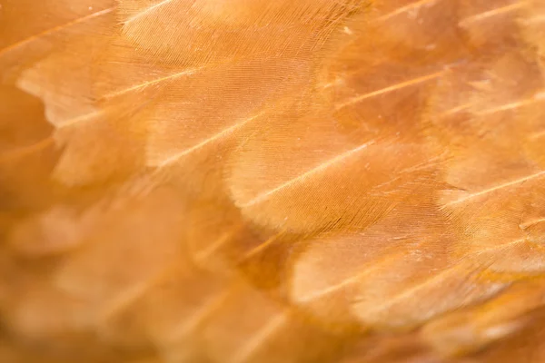 Bakgrund — Stockfoto