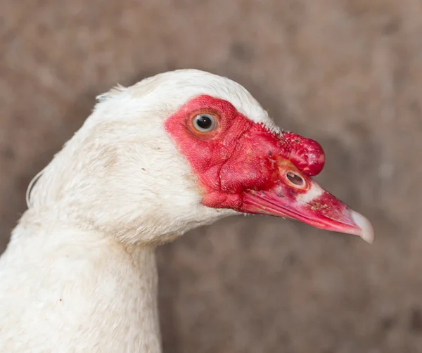 Natuur — Stockfoto