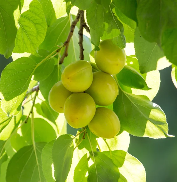 Natuur — Stockfoto