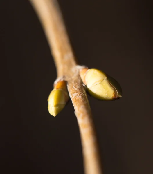 Naturaleza — Foto de Stock