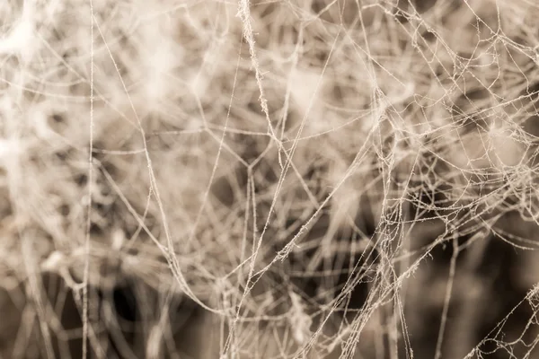 Naturaleza — Foto de Stock