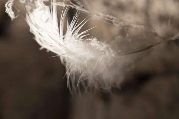 Naturaleza — Foto de Stock