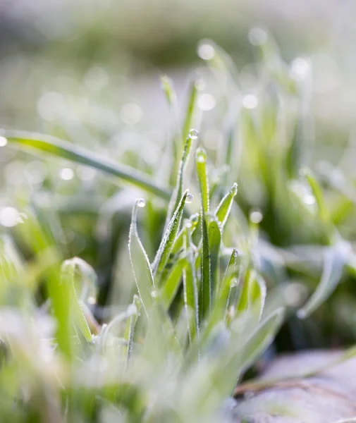 Natur — Stockfoto