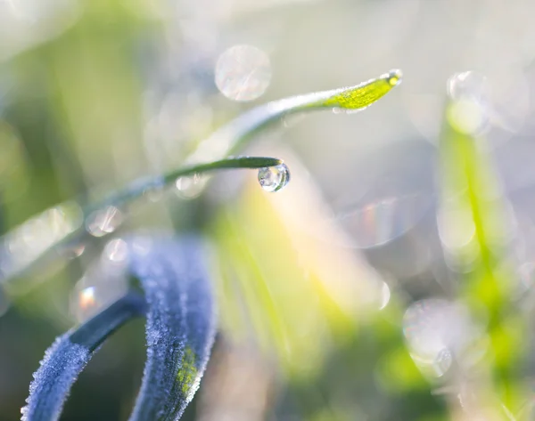 Naturaleza — Foto de Stock