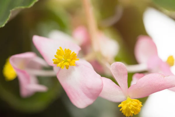 Natur — Stockfoto