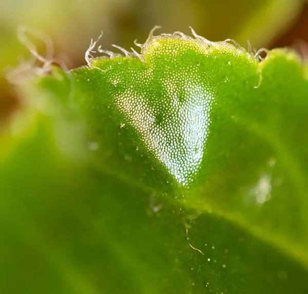 Naturaleza —  Fotos de Stock