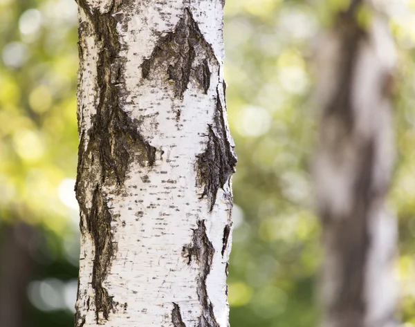 Natura — Foto Stock