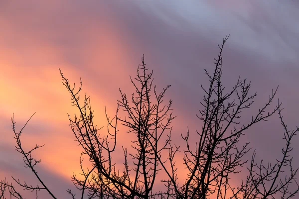 Naturaleza — Foto de Stock