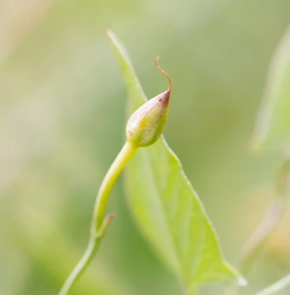 Naturaleza — Foto de Stock