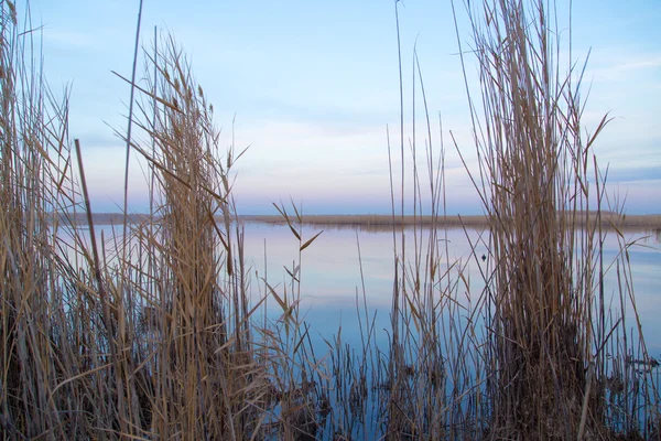 Nature — Stock Photo, Image