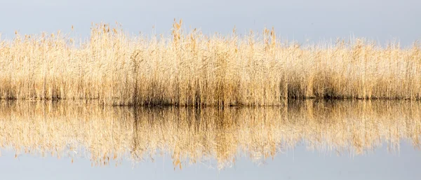 Naturaleza — Foto de Stock