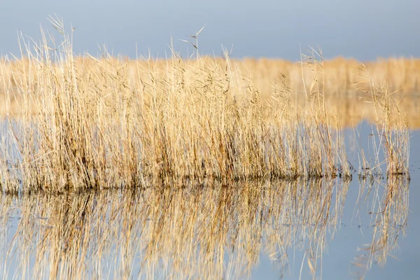 Naturaleza — Foto de Stock