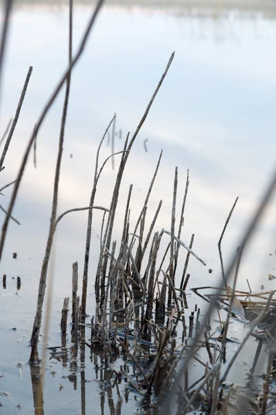 Naturaleza — Foto de Stock