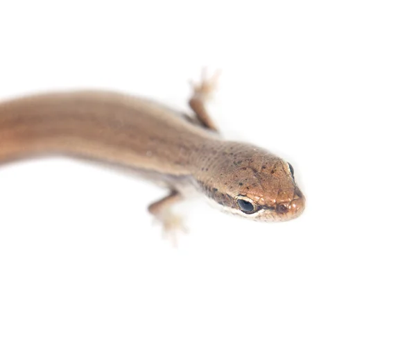 Naturaleza — Foto de Stock