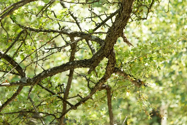 Naturaleza — Foto de Stock