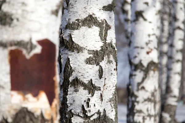 Natur — Stockfoto