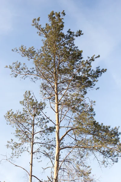 Natur — Stockfoto