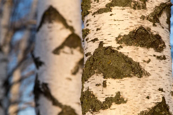 Natureza — Fotografia de Stock