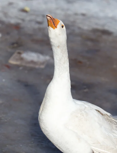 Natura — Foto Stock