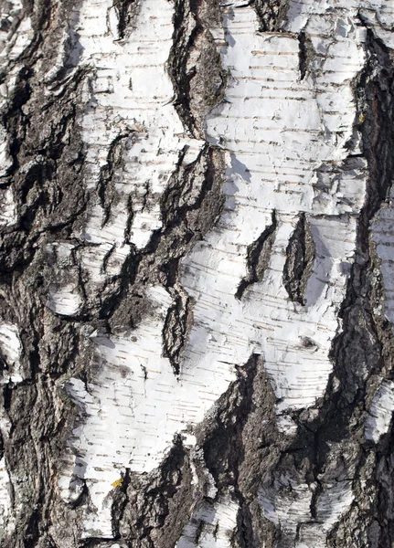 Natuur — Stockfoto