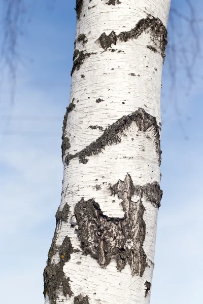 Doğa — Stok fotoğraf