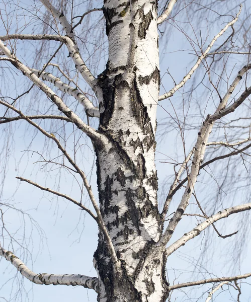 Natuur — Stockfoto