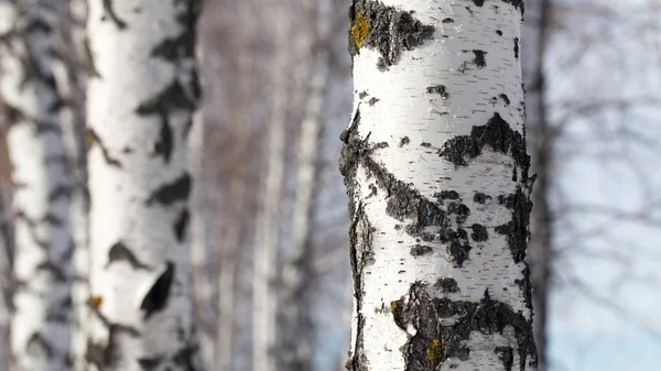 Natuur — Stockfoto