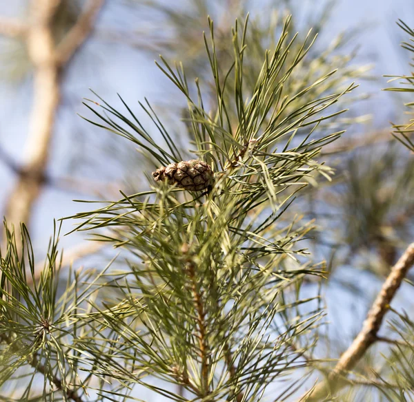 Nature — Stock Photo, Image