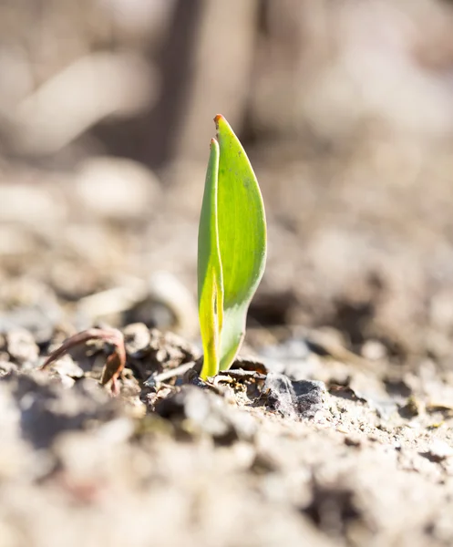 Nature — Stock Photo, Image