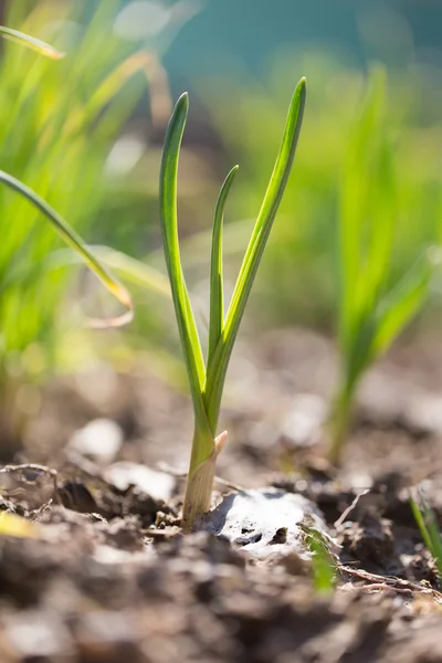 Natur — Stockfoto