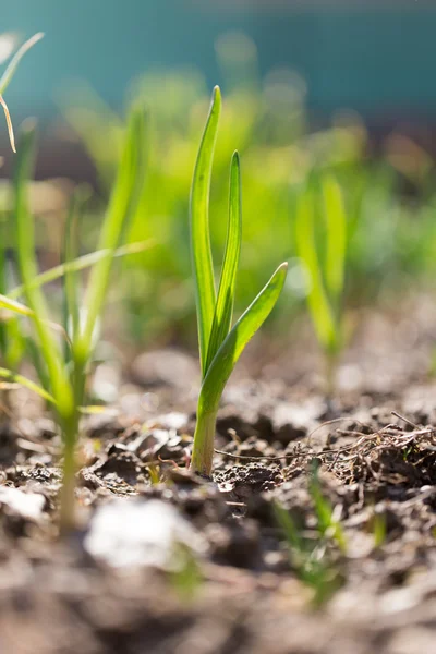 Natuur — Stockfoto