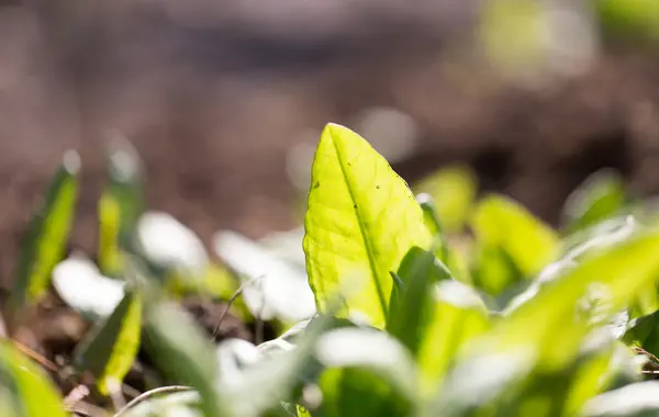 Nature — Stock Photo, Image