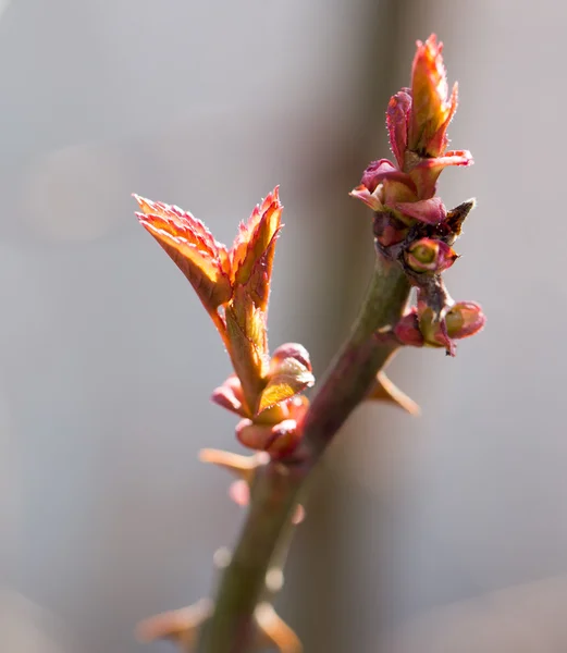 Naturaleza — Foto de Stock