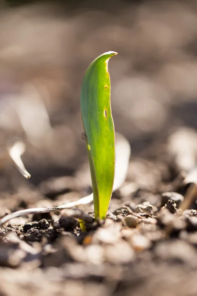 Nature — Stock Photo, Image