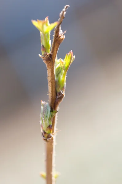 Natur — Stockfoto