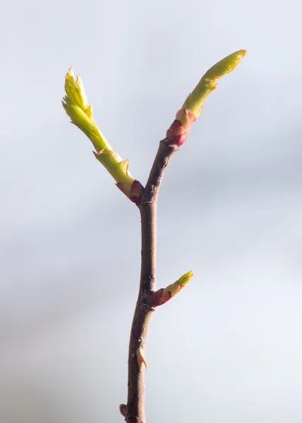 Naturaleza — Foto de Stock