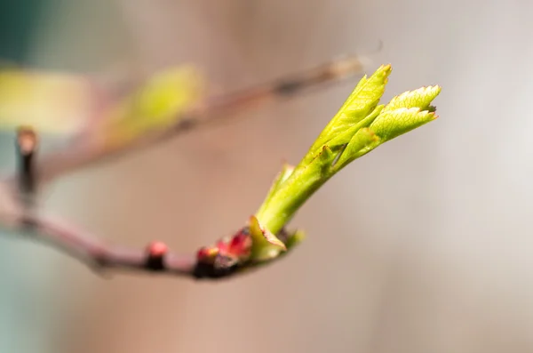 Natur — Stockfoto